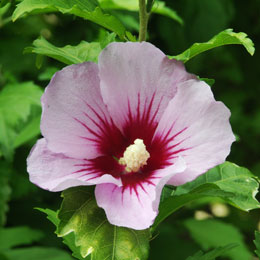 Hibiscus 'Hamabo'